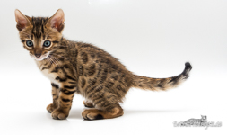 Bengalkatzen Sachsen